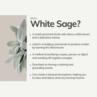 Organic White Sage Smudge Stick | Medium